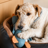 Durable Plush Goose Dog Toy