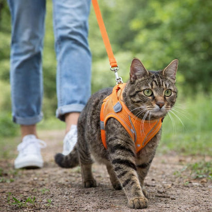 Cat Reflective Harness and Leash Set