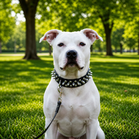 Spiked Faux Dog Collar & Leash Set