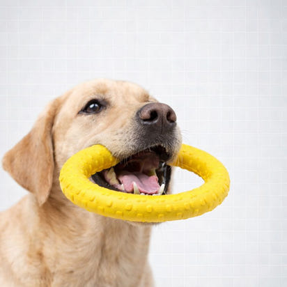 Dog Toy Bundle 4-Pack – Tough EVA Flying Disc, Ball & Tug Rope